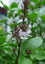 Attēlu rezultāti vaicājumam “Ocimum basilicum flower”