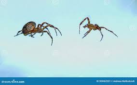 Attēlu rezultāti vaicājumam “Araneus diadematus female”