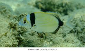 Image result for Diplodus vulgaris
