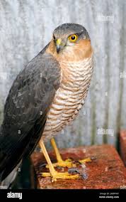 Attēlu rezultāti vaicājumam “Accipiter nisus male”