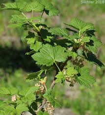 Attēlu rezultāti vaicājumam “Ribes nigrum leaf”