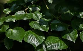 Attēlu rezultāti vaicājumam “Tilia x moltkei leaf”