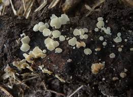 Attēlu rezultāti vaicājumam “Hymenoscyphus imberbis”