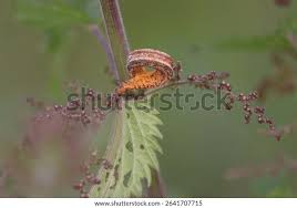 Attēlu rezultāti vaicājumam “Puccinia urticata”