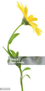 Attēlu rezultāti vaicājumam “Tragopogon heterospermus flower”