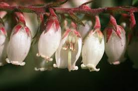 Attēlu rezultāti vaicājumam “Ericaceae”