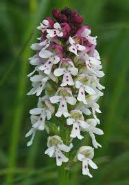 Attēlu rezultāti vaicājumam “Orchis ustulata flower”