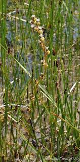 Attēlu rezultāti vaicājumam “Triglochin palustre”