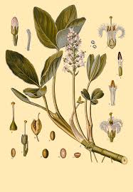 Attēlu rezultāti vaicājumam “Menyanthes trifoliata”