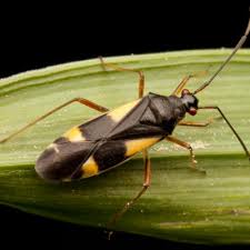 Attēlu rezultāti vaicājumam “Dryophilocoris flavoquadrimaculatus”