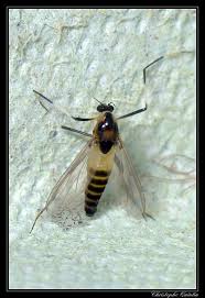 Attēlu rezultāti vaicājumam “Cricotopus”