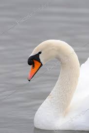 Attēlu rezultāti vaicājumam “Cygnus olor”