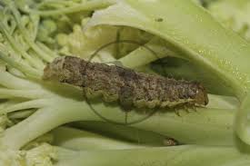 Image result for GemüseeuleGrüßle