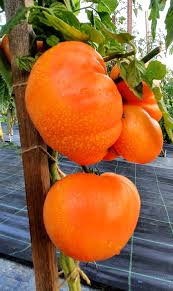 Afbeeldingsresultaat voor amana orange beefsteak tomato