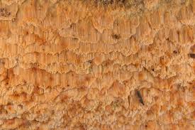 Attēlu rezultāti vaicājumam “Skeletocutis odora”