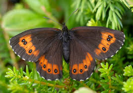 Attēlu rezultāti vaicājumam “Erebia ligea”