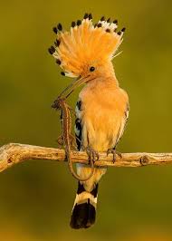 Attēlu rezultāti vaicājumam “Upupa epops”