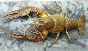 Attēlu rezultāti vaicājumam “Astacus astacus”