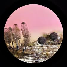 Attēlu rezultāti vaicājumam “Enerthenema papillatum young”