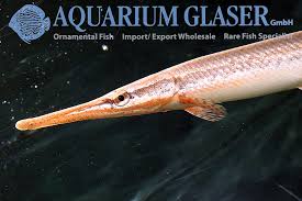 Image result for Garstang A S C