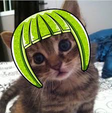 Image result for limecat
