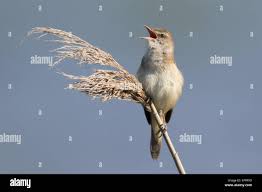 Image result for Acrocephalus arundinaceus