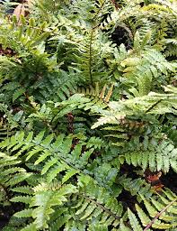 Attēlu rezultāti vaicājumam “Dryopteris”