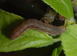 Attēlu rezultāti vaicājumam “Cribraria rubiginosa”