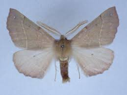 Attēlu rezultāti vaicājumam “Colotois pennaria”