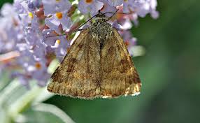 Attēlu rezultāti vaicājumam “Euclidia glyphica”