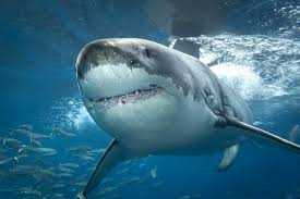 Image result for Carcharodon carcharias
