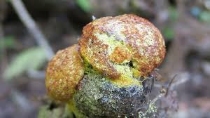 Attēlu rezultāti vaicājumam “Fuligo septica cf. rufa spores”