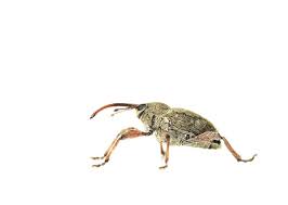 Attēlu rezultāti vaicājumam “Curculio venosus”