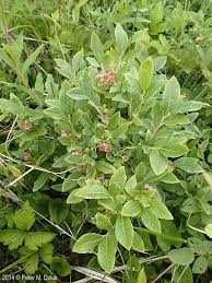 Attēlu rezultāti vaicājumam “Salix myrtilloides leaf”