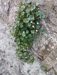 Attēlu rezultāti vaicājumam “Cymbalaria muralis”