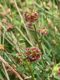 Attēlu rezultāti vaicājumam “Poterium sanguisorba flower”