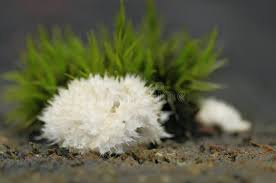 Attēlu rezultāti vaicājumam “Lignydium muscorum young”