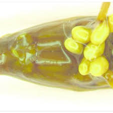 Attēlu rezultāti vaicājumam “Hydrachna”