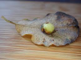 Attēlu rezultāti vaicājumam “Euura pedunculi”