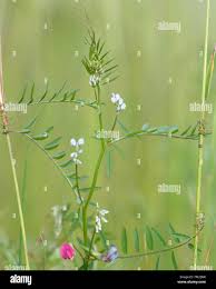 Attēlu rezultāti vaicājumam “Vicia hirsuta bud”