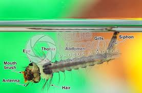 Attēlu rezultāti vaicājumam “Culex pipiens larva”