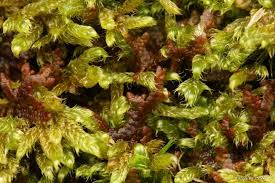 Attēlu rezultāti vaicājumam “Frullania tamarisci”