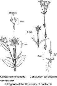 Attēlu rezultāti vaicājumam “Centaurium erythraea bud”