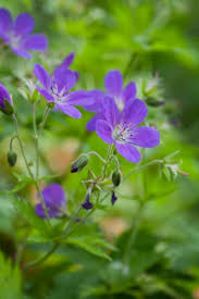 Attēlu rezultāti vaicājumam “Geranium sylvaticum flower”