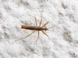 Attēlu rezultāti vaicājumam “Nabis limbatus”