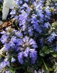 Attēlu rezultāti vaicājumam “Ajuga pyramidalis leaf”