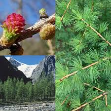 Attēlu rezultāti vaicājumam “Larix sibirica”