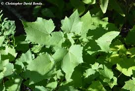 Attēlu rezultāti vaicājumam “Poa remota leaf”