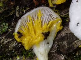 Attēlu rezultāti vaicājumam “Physarum bryocorticola macro”