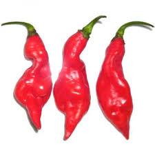 Afbeeldingsresultaat voor chili maya hot pepper hot pepper